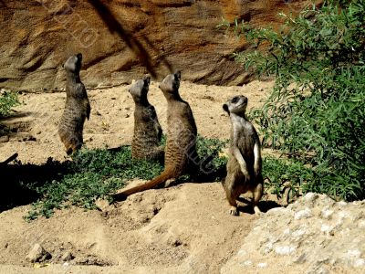 These little animals are very curious