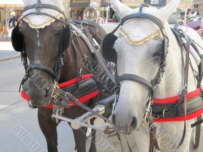 Two horses - brown and white in a team