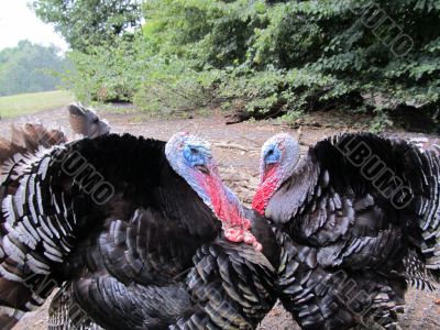 Dispute between the two black turkeys