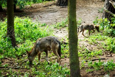 A wolf and its young