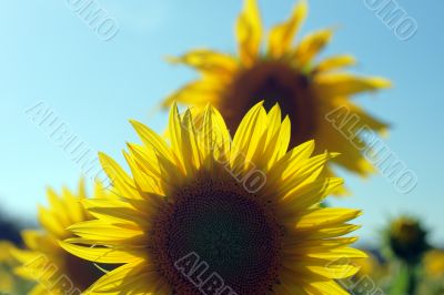 sunflower field