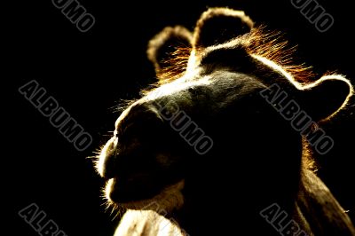 camel in the backlight