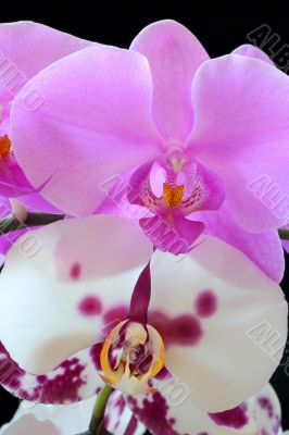 The beautiful orchid