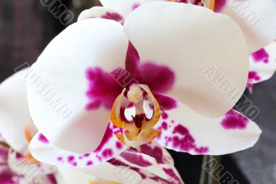 The beautiful orchid