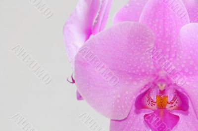 The beautiful orchid