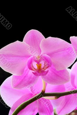 The beautiful orchid