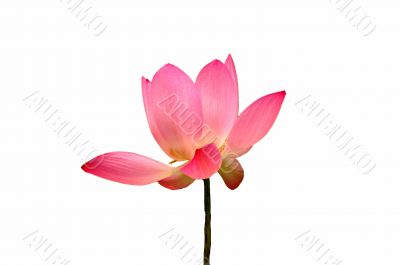 Lotus flower