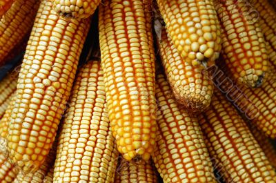 Pile of corn cobs