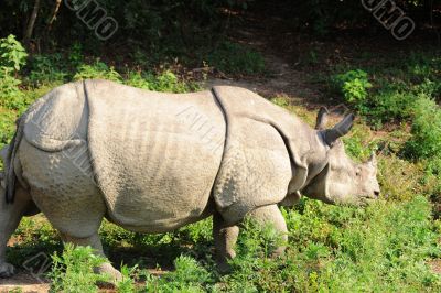 Rhino