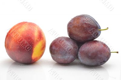nectarines and plums on a white background