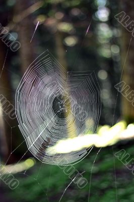 Empty net in the forest waiting for the master