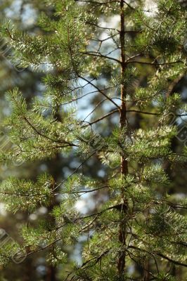 pine needles