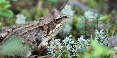 toad sitting in the grass