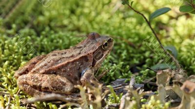 toad sitting in the grass