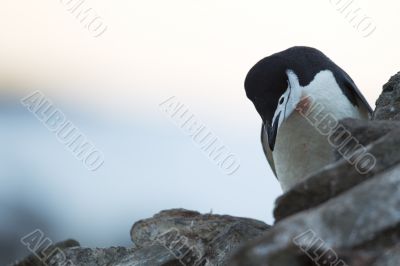 penguin looking down while standing on the rocks