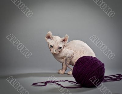 elf cat with yarn