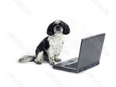dog with laptop