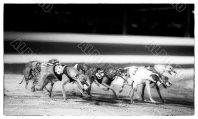 greyhounds racing