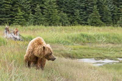 brown bear walking