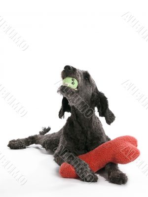 Labradoodle Toys