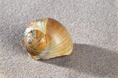 close up of shell