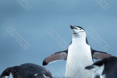penguins