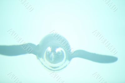 penguin swimming towards camera