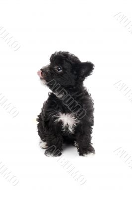 shih tzu licking his nose