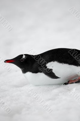 gentoo penguin