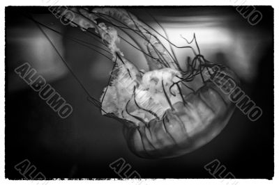 image of a jelly fish