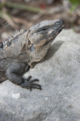 iguana