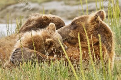climbing mother bear