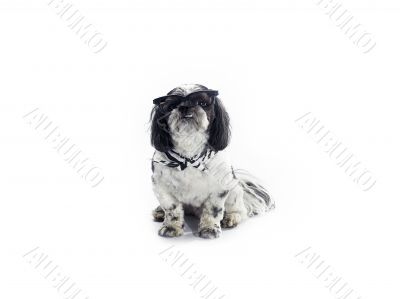 cool shih poo with glasses