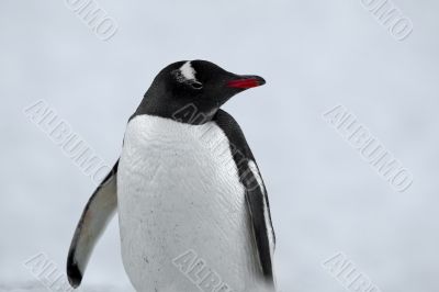 penguin