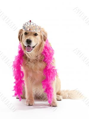 princess golden retriever