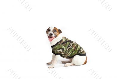 jack russell in hiding