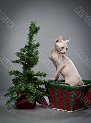 climbing elf cat