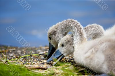 Baby Swans Eating Lunch