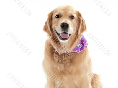 Purebred Golden Retriever