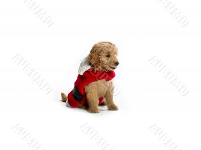 puppy in santa costume