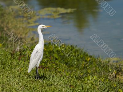 heron bird on the lake