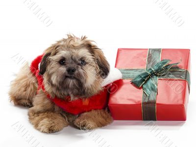 Laying Christmas Shi Poo