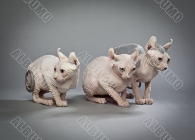 crouching elf cats