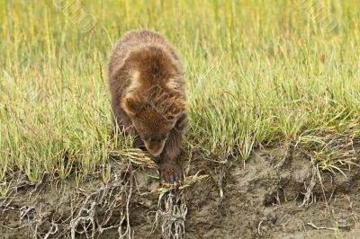 climbing down cub