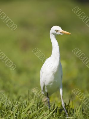 intermediate egret