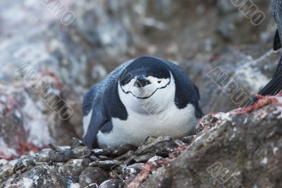 penguin lying on the rock