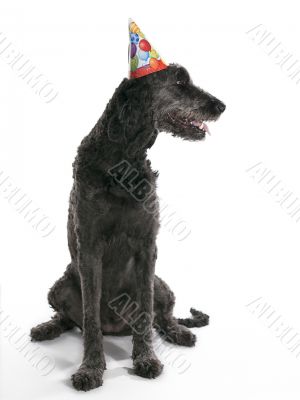 Looking Labradoodle