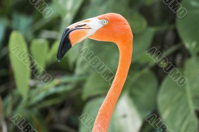 cropped american flamingo