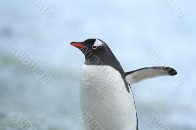 gentoo penguin