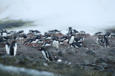 large group of gentoo penguins